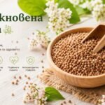 Обикновена Елда
