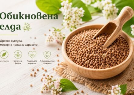 Обикновена Елда